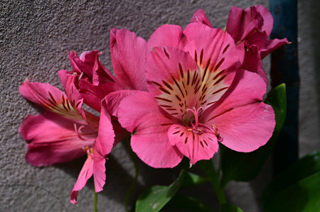 Alstroemeria is a genus of flowering plants in the Alstroemeria family.の写真素材