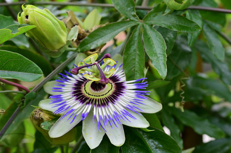 Passion fruit flower (Passiflora caerulea)の写真素材