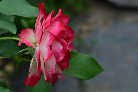 Beautiful red and white rose flower with green leaves in the gardenの写真素材