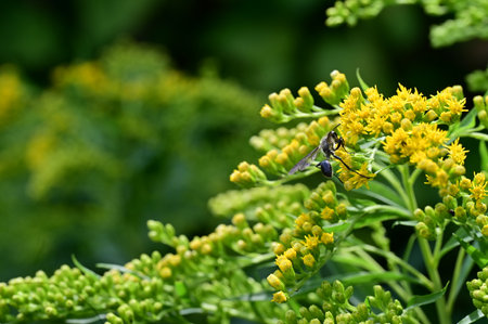 Wasp on Goldenrod flowers (Solidago virgaurea)の写真素材