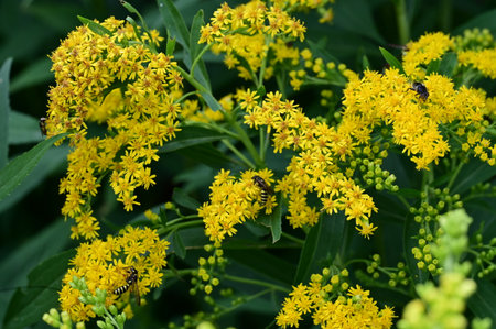 Solidago commonly called goldenrod or simply goldenrods, is a species of flowering plant in the family Solidago.の写真素材