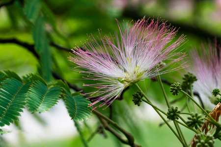Albizia julibrissin flower blooming in the gardenの写真素材