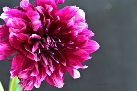 purple dahlia flower on a black background close-upの写真素材