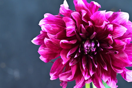 Pink dahlia flower on dark background. Close-up.の写真素材