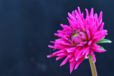 pink dahlia flower isolated on black background with copy spaceの写真素材