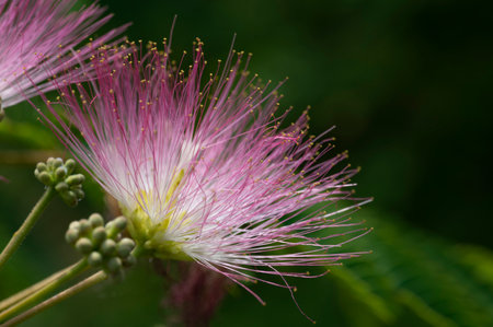 Close up of the pink flowers of Albizia julibrissinの写真素材