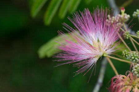 Albizia julibrissin or Pink Powderpuff flowerの写真素材