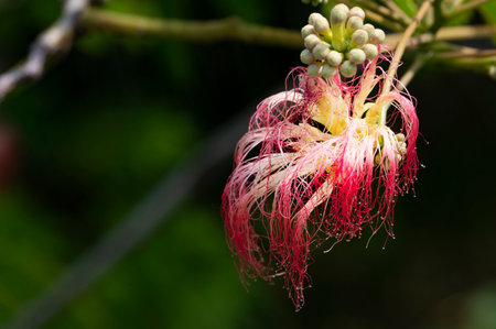 Close up of pink flower of bottle brush tree, Calliandra chinensisの写真素材