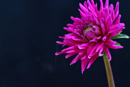 Pink dahlia flower on black background with copy space for textの写真素材