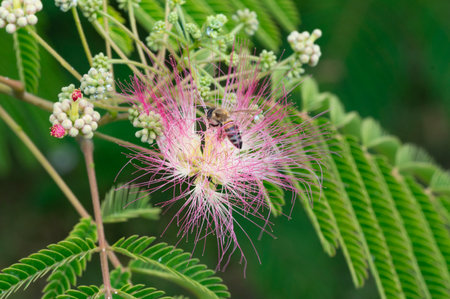 Pink flower of Albizia julibrissin with beeの写真素材