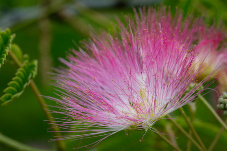 Albizia julibrissin or Pink Powderpuff flowerの写真素材