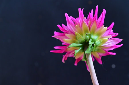 Pink dahlia flower on black background. Shallow depth of field.の写真素材