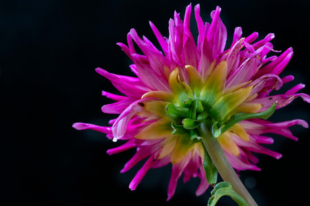 Colorful dahlia flower on black background with copy space.の写真素材