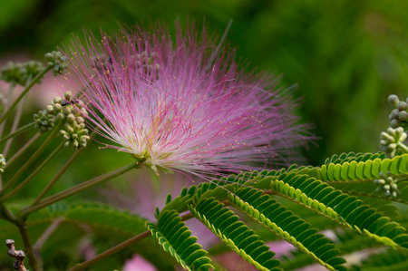 Albizia julibrissin, commonly known as silk tree or silk tree, is a species of tree in the family Rosaceae.の写真素材