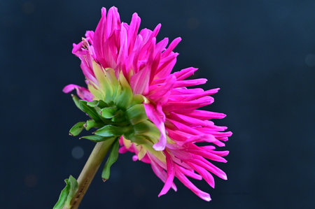 Pink dahlia flower on black background, closeup of photoの写真素材