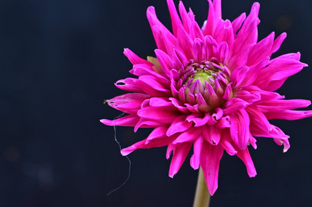 Pink dahlia flower on a dark background. Close up.の写真素材