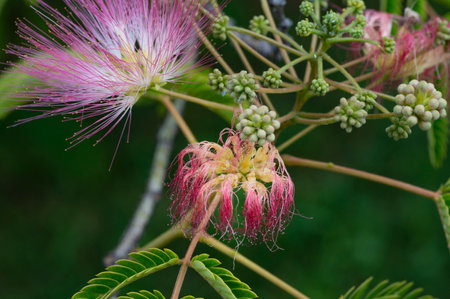 Close up of pink flower of Albizia julibrissinの写真素材