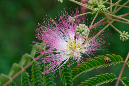 Close up of pink and white flower of Albizia julibrissinの写真素材