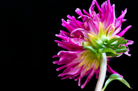 Colorful dahlia flower isolated on black background, closeupの写真素材