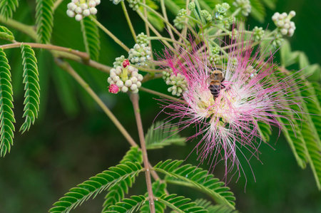 Albizia julibrissin, Pink flower and beeの写真素材