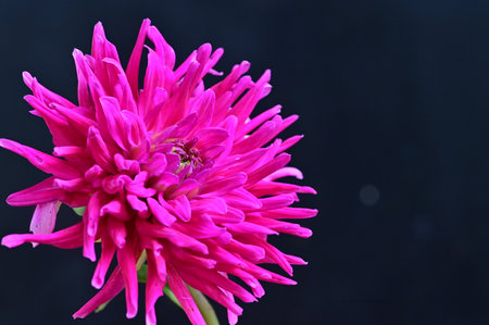 Pink dahlia flower isolated on black background. Close up.の写真素材