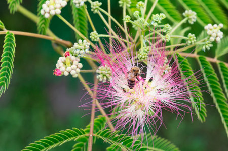 Honey bee collecting nectar on the pink flower of Albizia julibrissinの写真素材