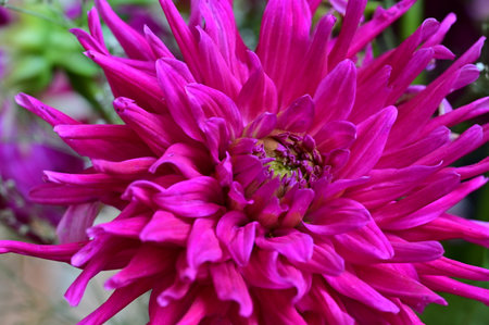 Close up of pink dahlia flower, selective focus on centerの写真素材
