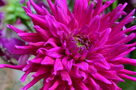 Pink dahlia flower close-up, selective focus, shallow DOF.の写真素材