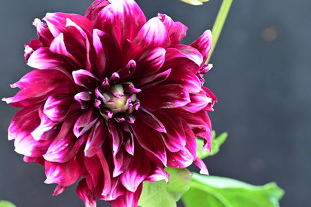dahlia very nice colorful garden flower close up in the sunshineの写真素材