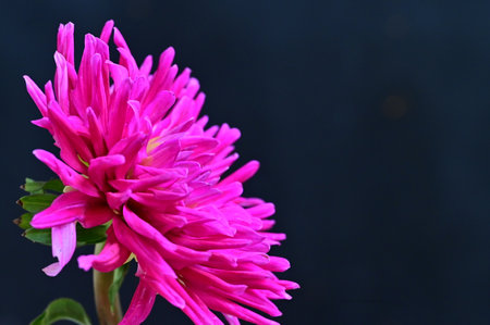Pink aster flower on a dark background. Shallow depth of field.の写真素材