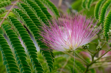 Albizia julibrissin or Pink Powder Puff Flowerの写真素材