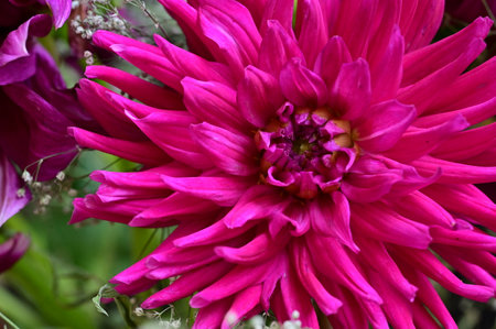 Pink dahlia flower with purple petals and white center.の写真素材
