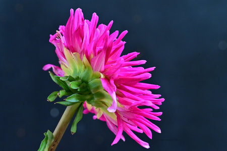 pink dahlia flower on a dark background close up macroの写真素材