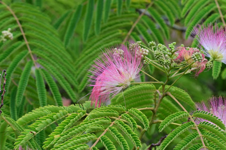Albizia julibrissin or Pink silk tree flower.の写真素材