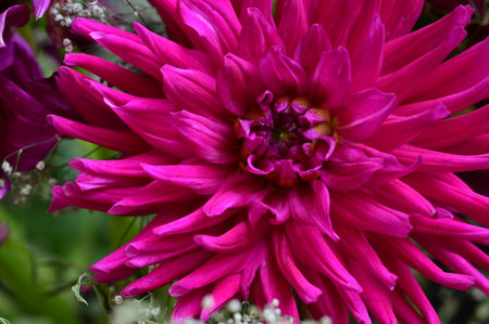 Pink dahlia flower in full bloom. Close up shot.の写真素材