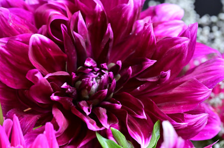 purple dahlia flower macro close up background high quality big size printの写真素材