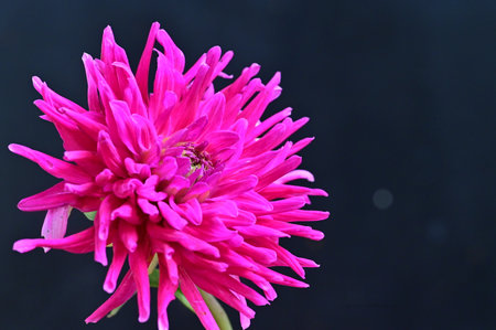 Pink dahlia flower isolated on black background. Close up.の写真素材