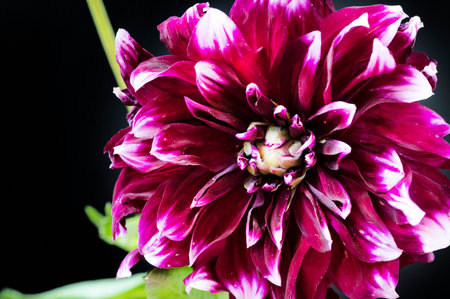 purple dahlia flower on a black background close-upの写真素材