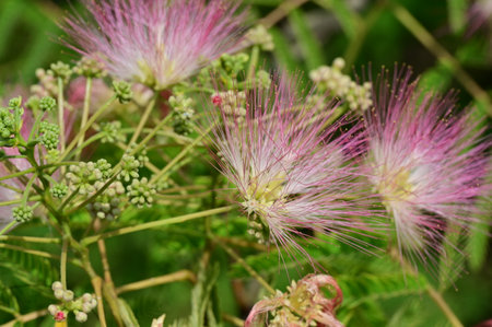 Close up of pink flowers of Albizia julibrissinの写真素材