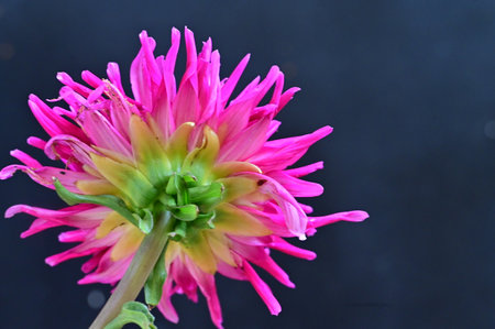 pink dahlia flower on black background, closeup shotの写真素材