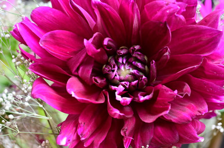 Purple dahlia flower close-up. Floral backgroundの写真素材