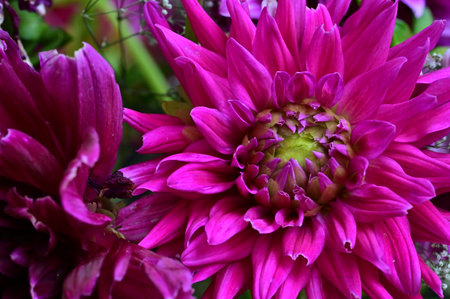 Pink dahlia flower close-up. Floral background.の写真素材