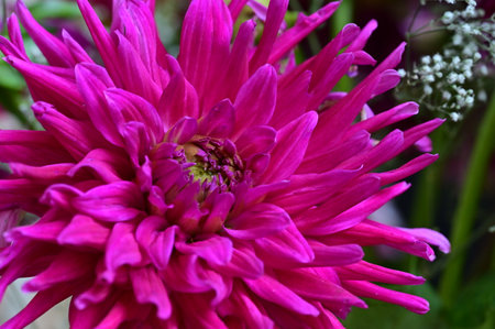 pink dahlia flower in the garden close-up macroの写真素材