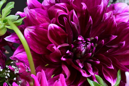 Purple dahlia flower closeup. Floral background.の写真素材