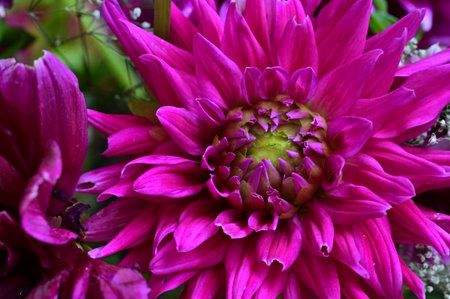 Purple dahlia flower close-up. Floral backgroundの写真素材