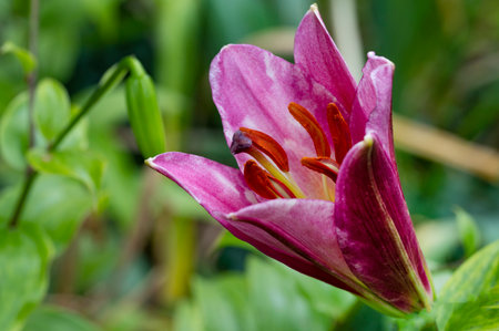 Purple lily flower in the garden close up. Nature backgroundの写真素材