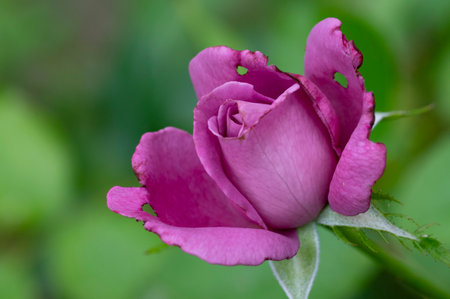 Pink rose on a green background. Shallow depth of field.の写真素材