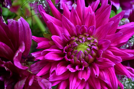 Purple dahlia flower close-up. Floral backgroundの写真素材