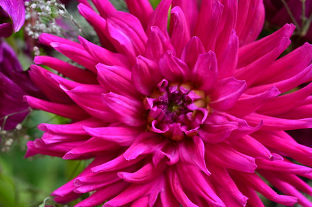Pink dahlia flower in the garden close-up macro photographyの写真素材