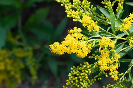 Solidago, commonly called goldenrod, is a species of flowering plant in the family Asteraceae.の写真素材